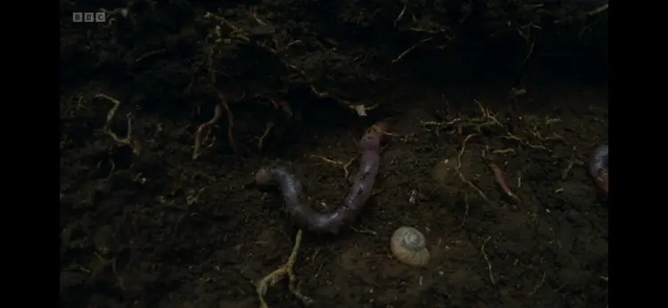 Earthworm sp. () as shown in Wild Isles - Woodland